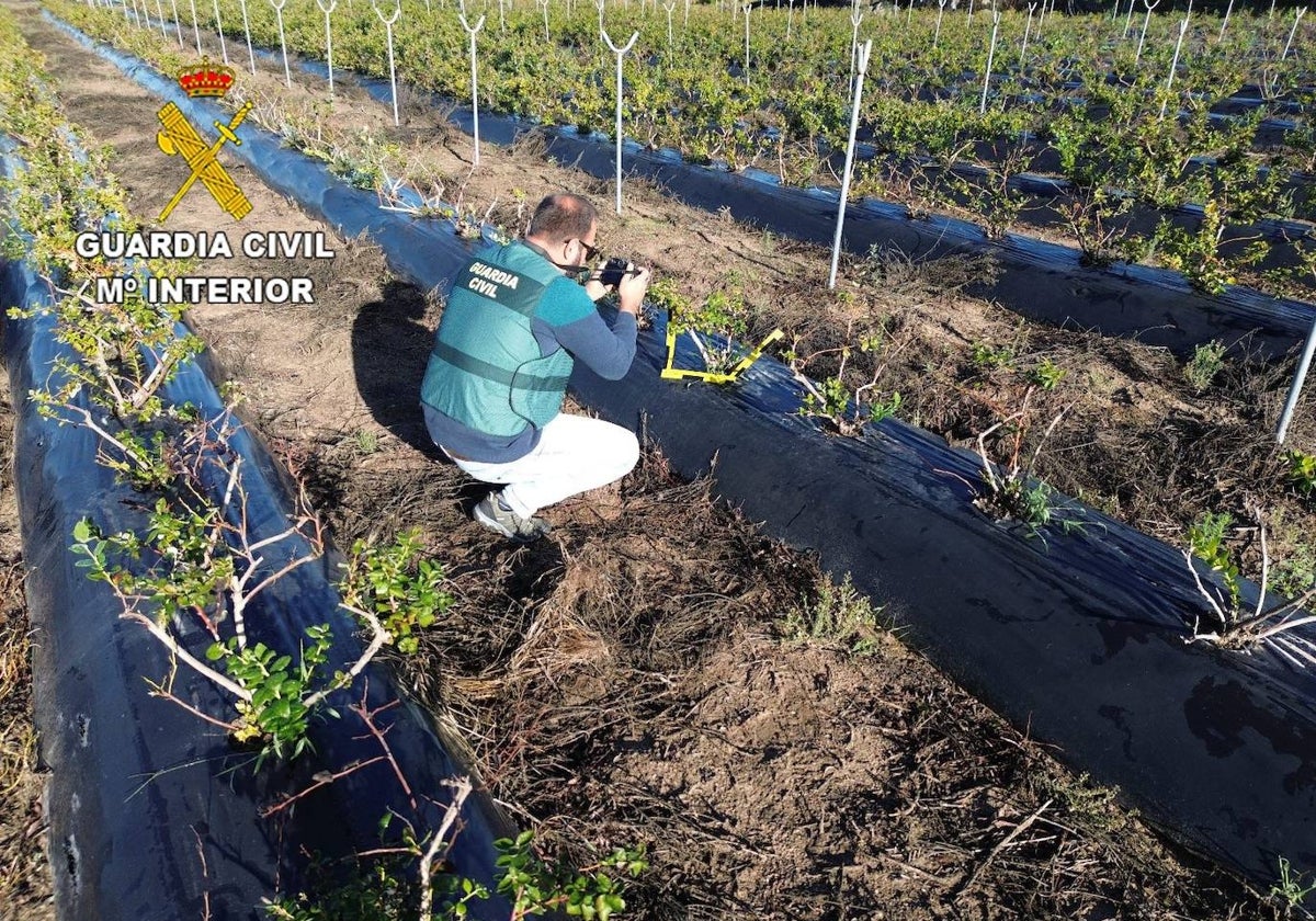 Agente de la Guardia Civil en la explotación agrícola