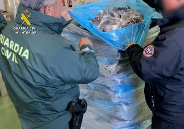Destinan a comedores sociales más de 10.000 kilos de chocos que estaban congelados de manera ilegal en una nave de Huelva