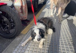 Maltrato animal: rescatados en Punta Umbría dos perros a los que mantenían en situación de abandono