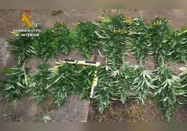 Desmantelan una importante plantación de marihuana en una vivienda de Paymogo