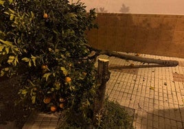 Destrozan un naranjo con una sierra durante la Nochebuena de Almonte