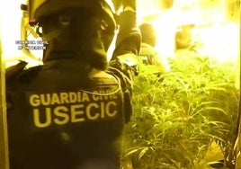 Detienen a cuatro personas por tener 33 plantas de marihuana en su finca rústica en el Condado de Huelva