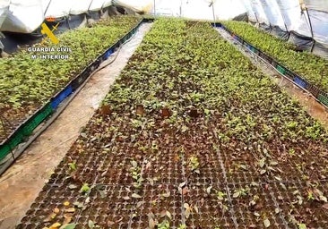 Destapan un vivero clandestino en Lepe donde clonaban una variedad protegida de arándanos