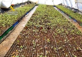 Destapan un vivero clandestino en Lepe donde clonaban una variedad protegida de arándanos