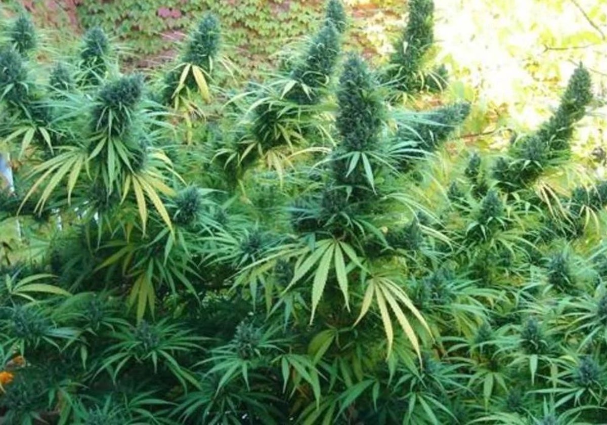 Cultivo de marihuana
