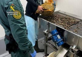 La Guardia Civil se ha incautado de casi 7.000 kilos de almeja