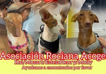 Roban cinco perros de la protectora de Rociana: «Los queremos, necesitamos encontrarlos»