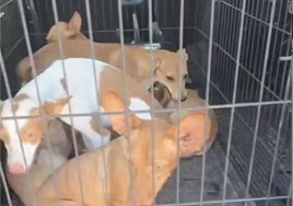 La protectora Rociana Acoge recupera en Sevilla a cuatro de los cinco perros robados
