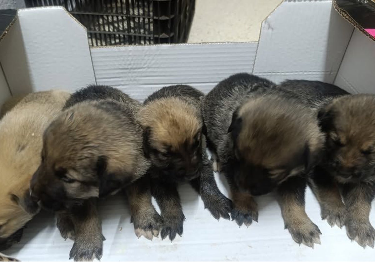 Los cinco perros fueron abandonados dentro de una caja que colocaron en el parking de un local