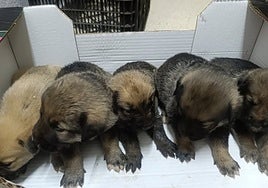 Buscan al responsable de dejar cinco perros abandonados en un parking de Aracena