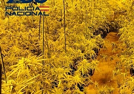 Narcotráfico en Huelva: cinco detenidos en tres operaciones contra el tráfico de drogas en la plaza de toros y el barrio de Isla Chica