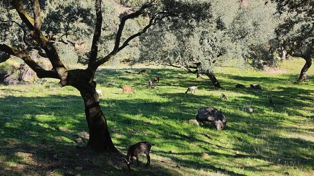 Naturaleza en uno de lo senderos que atraviesan Castaño del Robledo