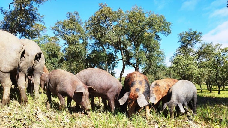 Piara de cerdos en la dehesa de Ibéricos Vázquez