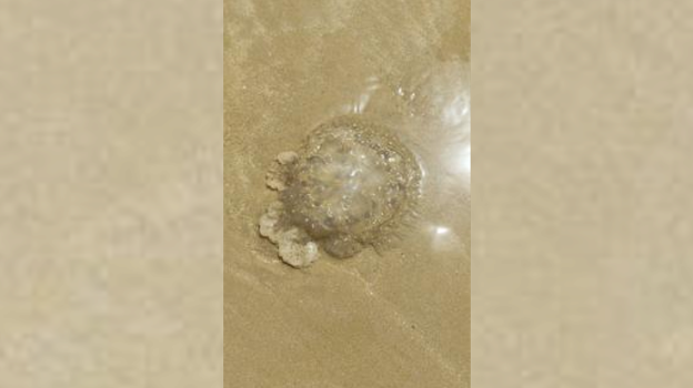 Aumenta la presencia de medusas en las playas de Cádiz: estas son las últimas vistas