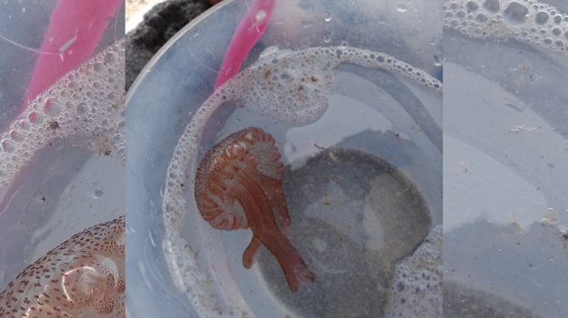 Aumenta la presencia de medusas en las playas de Cádiz: estas son las últimas vistas