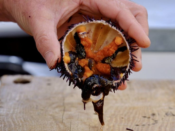 Fotos: Gran Erizada para abrir boca