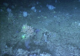 Un equipo del Centro Oceanográfico lidera un estudio sobre el estado de los fondos marinos del golfo de Cádiz