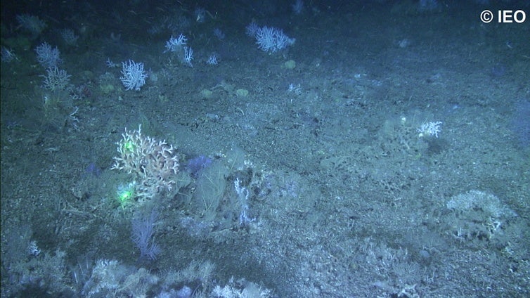 Un equipo del Centro Oceanográfico lidera un estudio sobre el estado de los fondos marinos del golfo de Cádiz