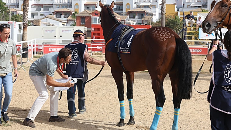 Los caballos son los grandes protagonistas.