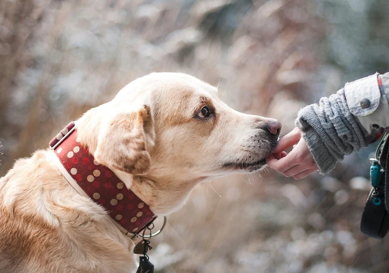 Nueva ley de Bienestar Animal 2023: normas para perros, el listado positivo y otras novedades tras su aprobación