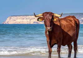 Barbate inaugura la I Ruta Ganadera de la Sierra del Retín para promover la ternera ecológica