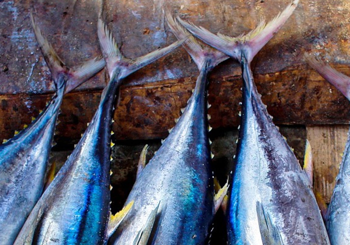 Detalles de los atunes pescados durante la primavera