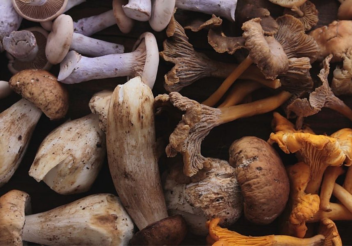 XII Jornadas Micológicas del Estrecho