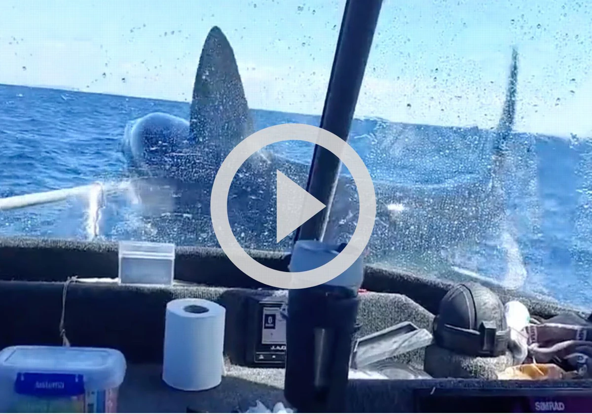 Un tiburón salta a un barco en Nueva Zelanda y crea el pánico entre sus navegantes