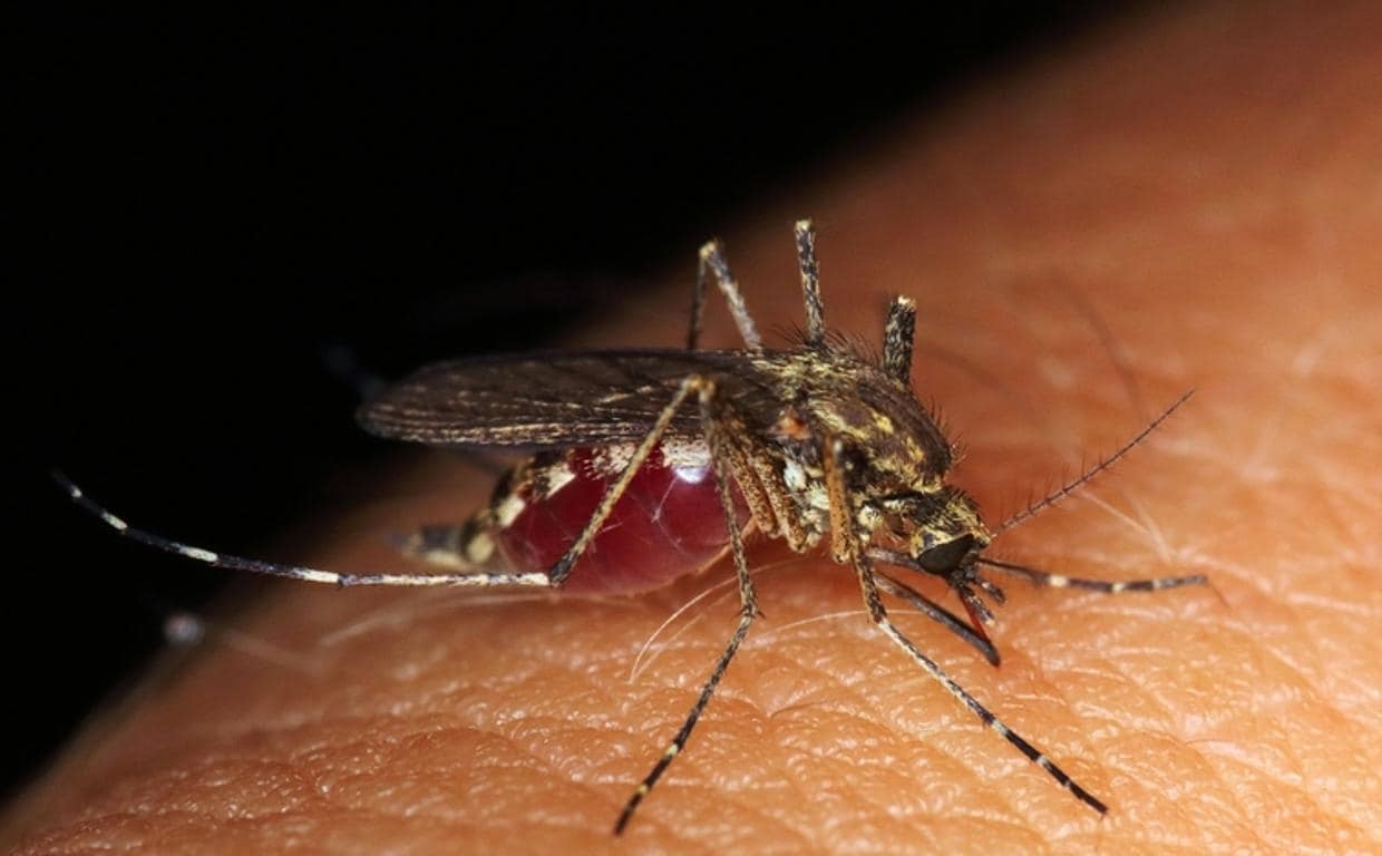 El ácido carboxílico: la razón por la que pican los mosquitos