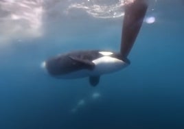 Vídeo: «¡Acaban de atacarnos tres orcas!», el 'agónico' episodio grabado por un velero en aguas del Estrecho