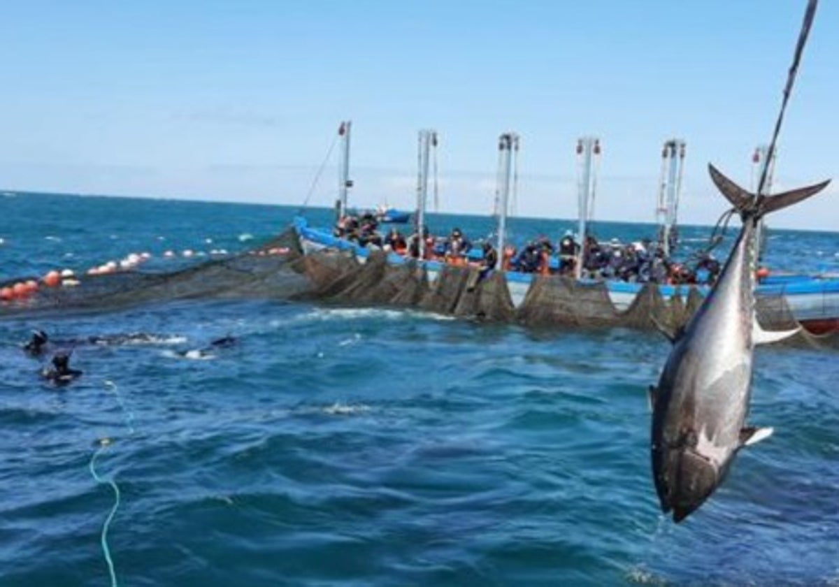 Un arte de pesca &#039;made in Cádiz&#039;