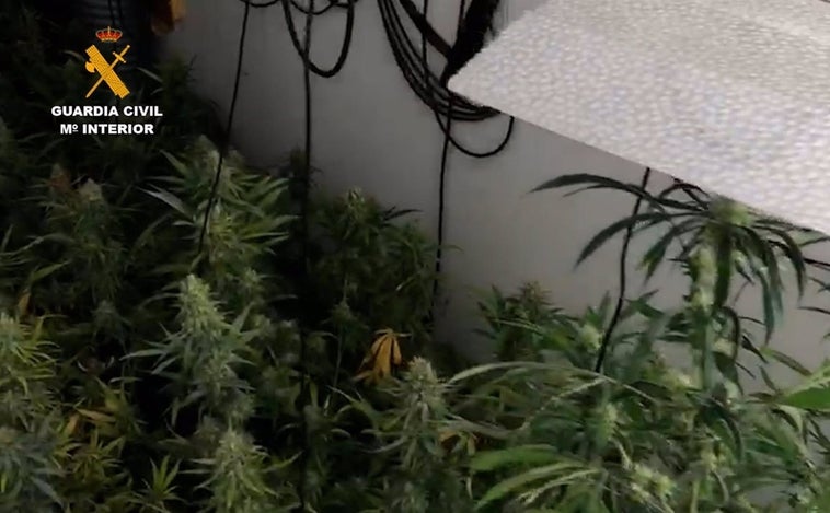 Detenido el dueño de una plantación de marihuana desmantelada en una casa ocupada de Bornos