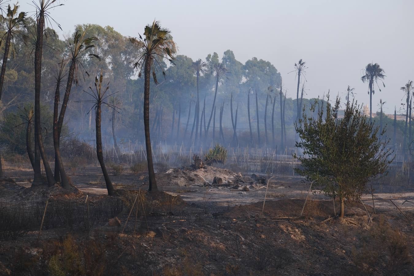 El levante ha dificultado el control del fuego en Jerez