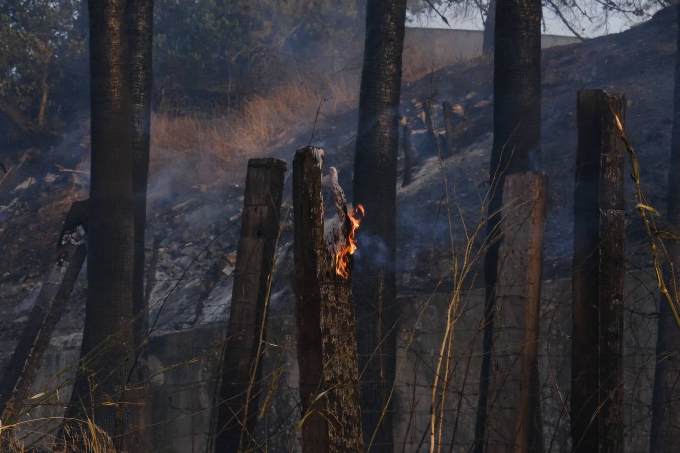 El levante ha dificultado el control del fuego en Jerez