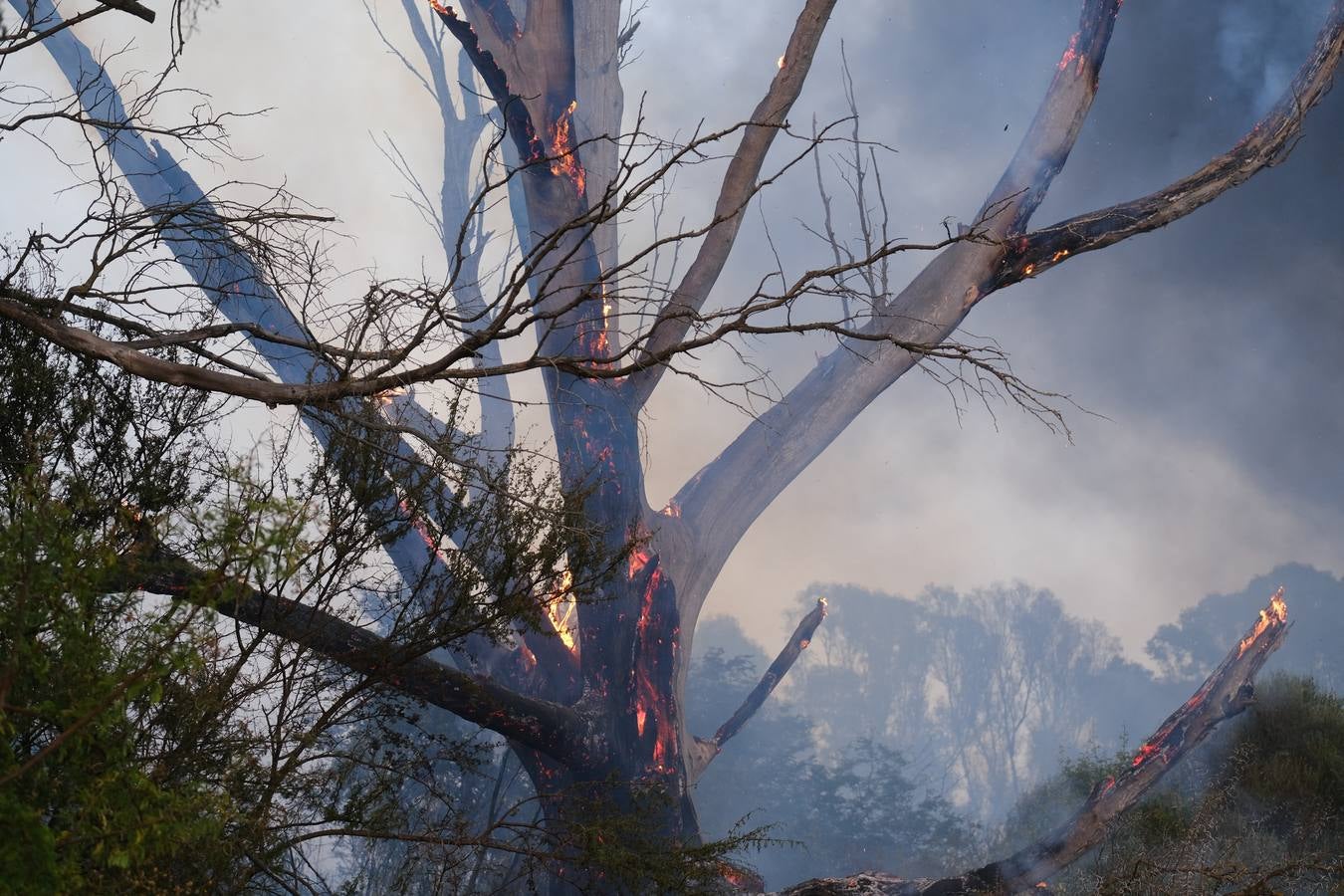 El levante ha dificultado el control del fuego en Jerez