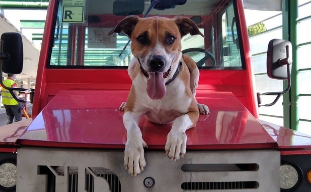 Surco, el perro especialista en explosivos que salió del centro de protección de El Puerto