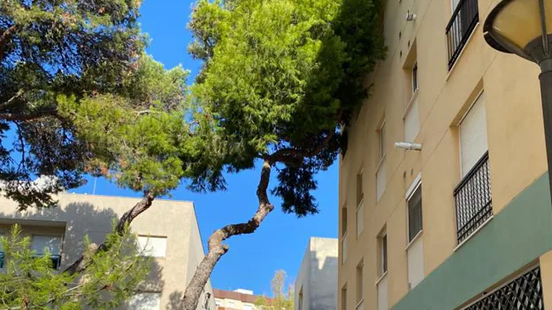 Cae un pino sobre un edificio en la Plaza del Árbol en Cádiz