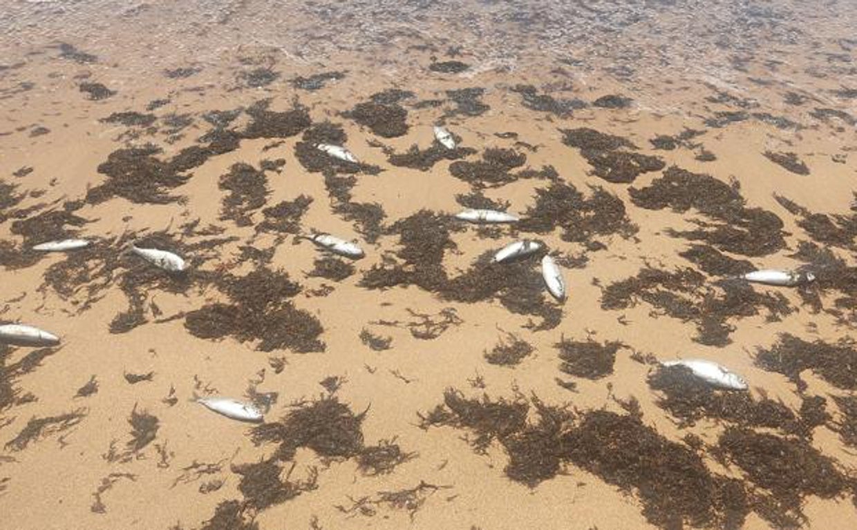 Cientos de peces se entremezclan con las algas.