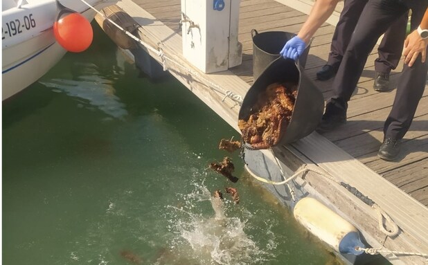 La Policía Local de Cádiz denuncia a tres personas por marisqueo ilegal de holoturias