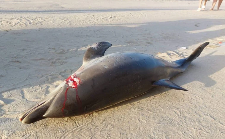 Una embarcación mata a un delfín en la Bahía de Algeciras