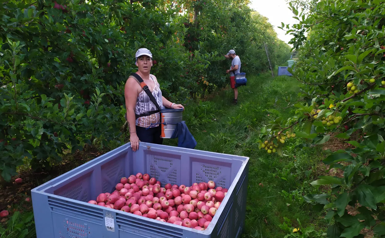 Vecinos de Alcalá del Valle trabajan desde esta semana en la campaña de la manzana.