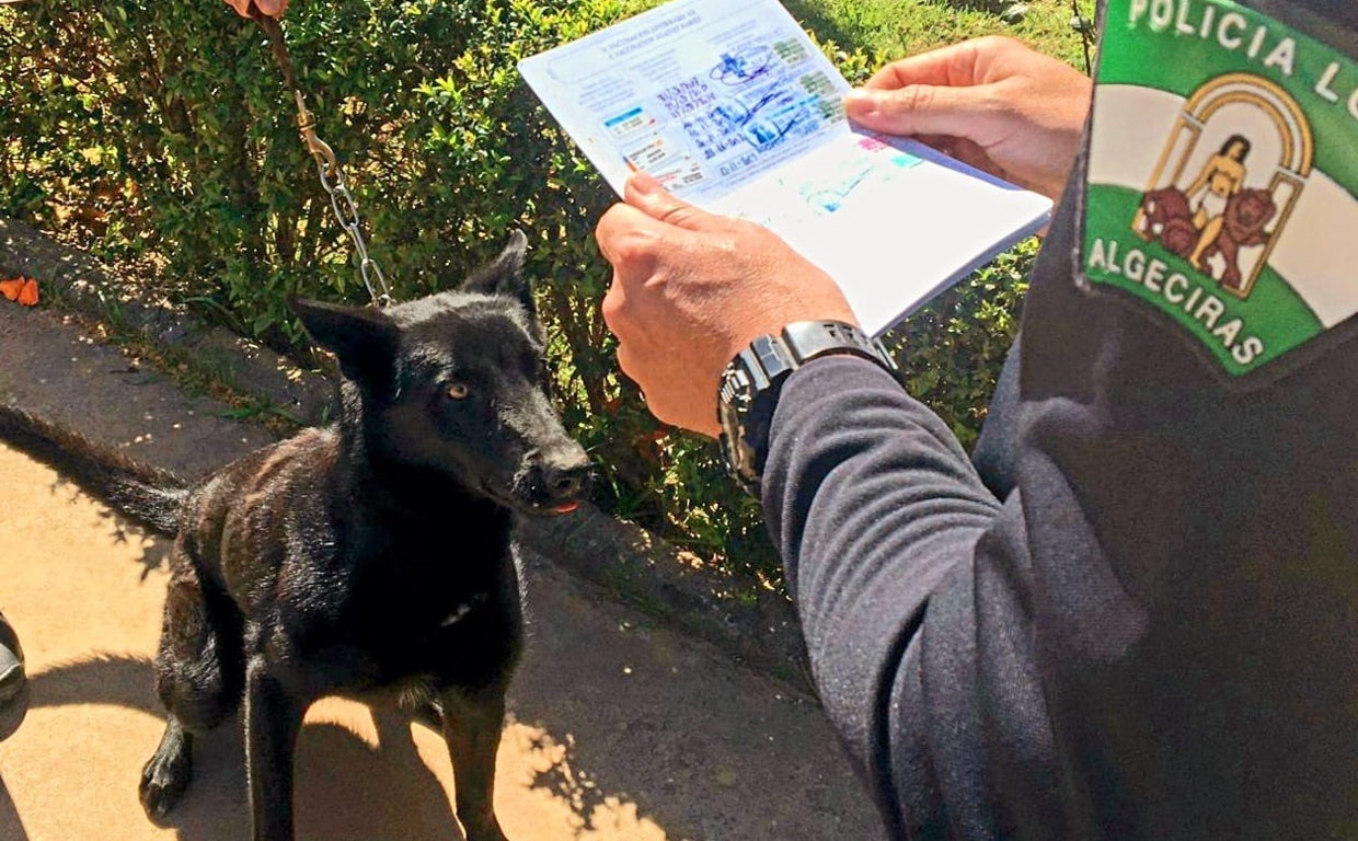 Dos perros causan la muerte de otro y varias heridas a una persona en Cádiz