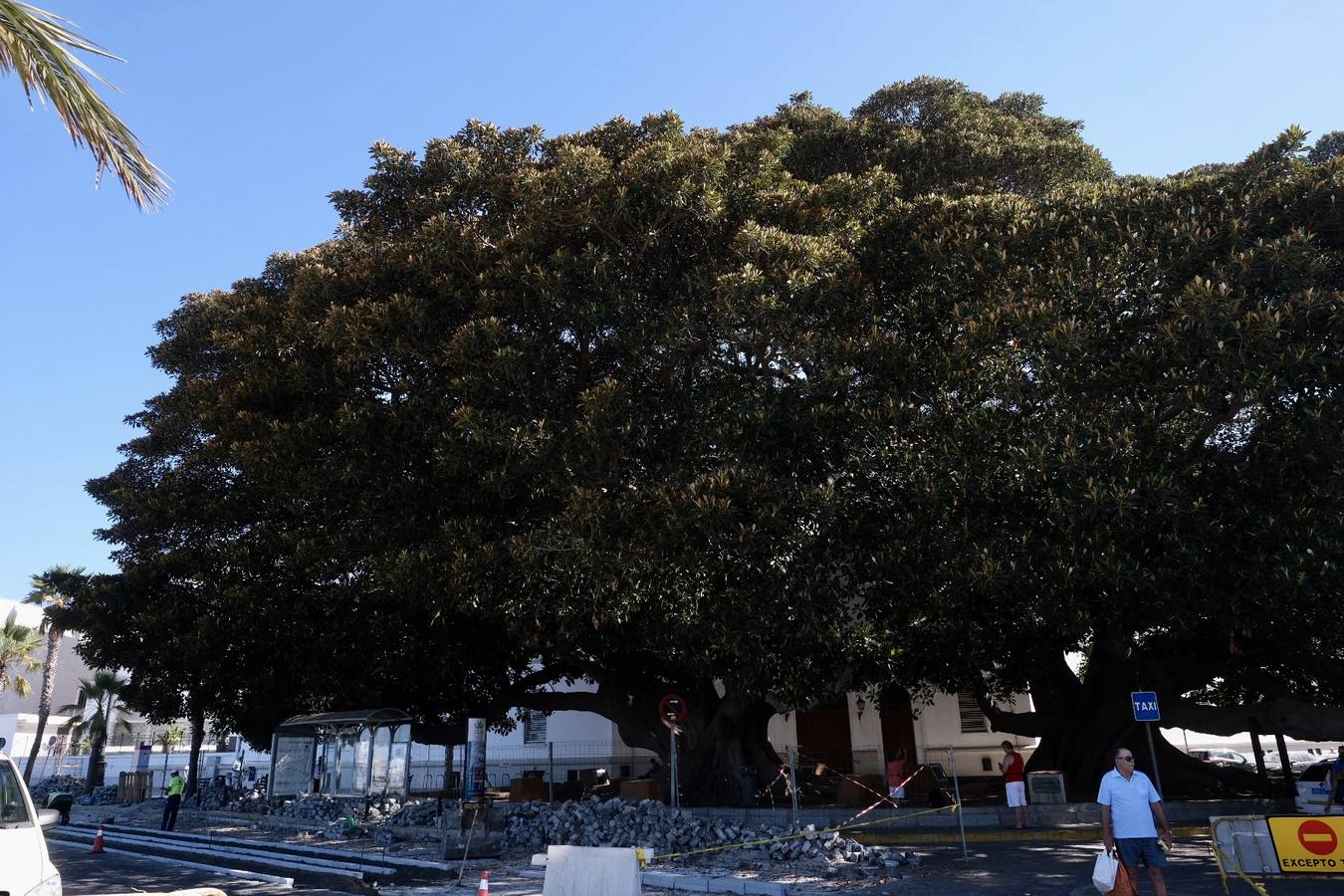 Las imágenes de los ficus centenarios de Cádiz