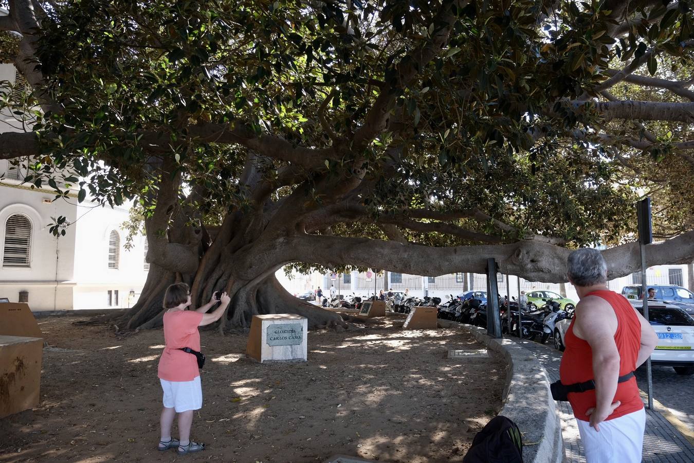 Las imágenes de los ficus centenarios de Cádiz