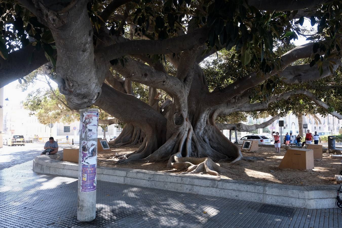 Las imágenes de los ficus centenarios de Cádiz