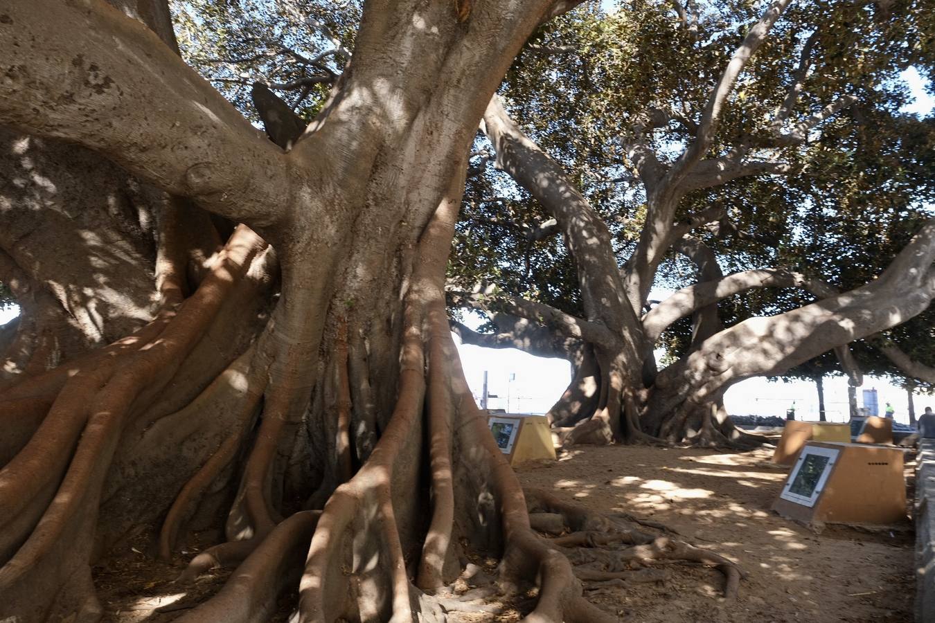 Las imágenes de los ficus centenarios de Cádiz