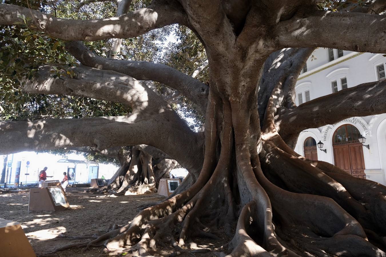 Las imágenes de los ficus centenarios de Cádiz