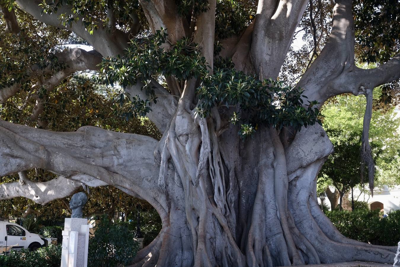 Las imágenes de los ficus centenarios de Cádiz