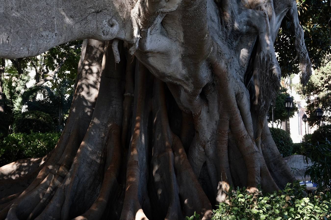 Las imágenes de los ficus centenarios de Cádiz