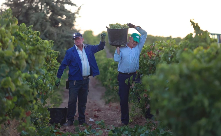 La sequía y las altas temperaturas hacen que mengüe hasta el 50% la producción y la calidad de la uva en Andalucía
